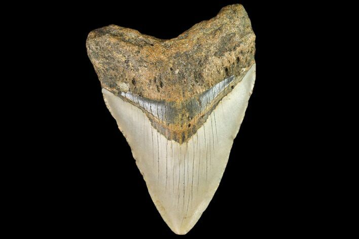 Fossil Megalodon Tooth - North Carolina #109715